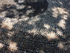 -上海佘山国家森林公园西佘山园