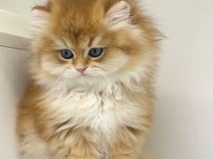 -lincat·猫舍(广州店)