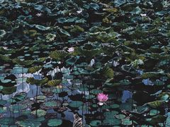 -云溪植物园