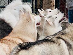 -TrueLove @ Neverland (Husky Cafe)