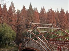 -黄海国家森林公园