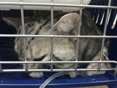 -伟伟宠物医院·CT影像中心·瑞派犬猫综合性门诊(汉口总院)