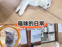 -是阿柴呀！柴犬咖啡·爱喵喵猫咖