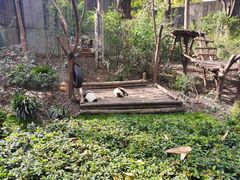 -肖肖酸萝卜鱼火锅(总店)