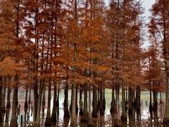 -白鹭湾湿地公园