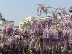 -嘉定紫藤园