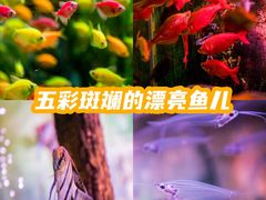 -正佳极地海洋世界