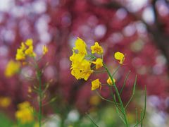-古柏渡飞黄旅游区