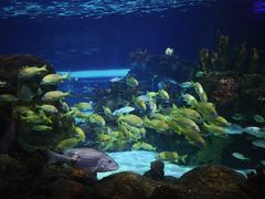 -瑞普利水族馆