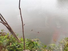 -东湖食堂·湖景餐厅•会议