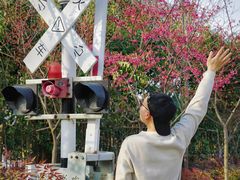 -合肥滨湖国家森林公园