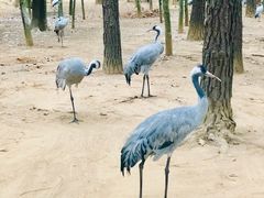 -鄱阳湖国家湿地公园