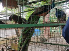 -瑞丽独树成林风景区