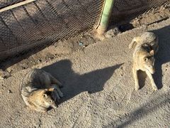 -青藏高原野生动物园