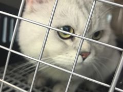 -纳吉亚猫专科动物诊疗中心(蒋宅口分院)