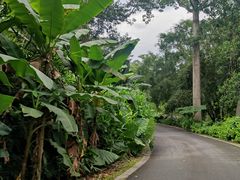 -中国科学院西双版纳热带植物园