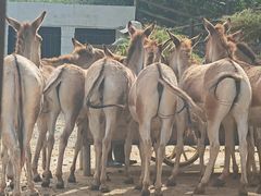 -青藏高原野生动物园