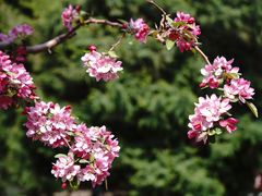 -海棠花溪(元大都城垣遗址公园)