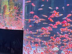 -海合安成都极地海洋公园