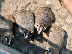 -西霞口神雕山野生动物世界