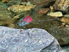 -东天目山风景区