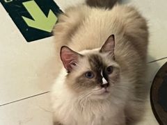 -平行世界·猫咖(首经贸店)
