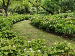 -上海共青森林公园