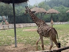 -北京野生动物园