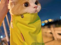 -有喵·猫咖·狗咖·30几只猫10只小狗(岗厦店)