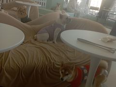 -怪兽屋·羊驼·猫咖·狗咖(俊华广场店)