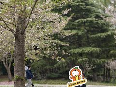 -顾村公园