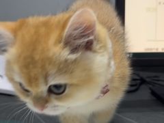 -派特宠物医院(圆融广场店)