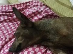 -爱侣宠医·鹦鹉专科·小型哺乳类·异宠专科(灵石路店)