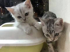-1013 PET SHOP精品宠物商店(丁香店)