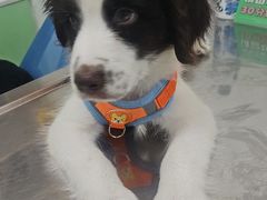 -汪喵宠物医院·骨科心脏影像·犬猫急重症ICU诊疗中心(成华分院)