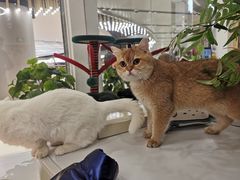 -COLOR PETS 撸猫馆·购猫·猫咖(长风大悦城店)
