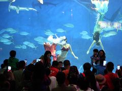 -烟台海昌鲸鲨海洋公园