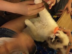 猫色咖啡-猫色咖啡·猫咖