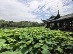 -桂湖森林公园