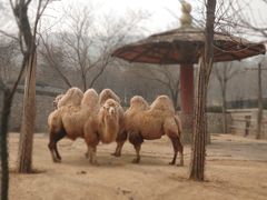 -石家庄市动物园