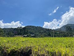 -海南热带雨林国家公园吊罗山景区