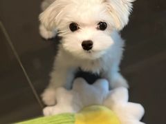 -多乐狗狗宠物训练工作室
