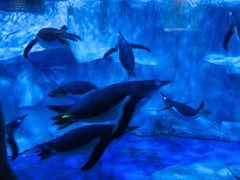 -芜湖新华联大白鲸海洋公园