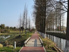 -官亭林海