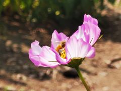 -紫海香堤香草艺术庄园