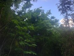 -田心森林公园