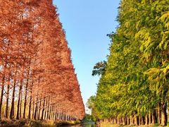 -上海海湾国家森林公园
