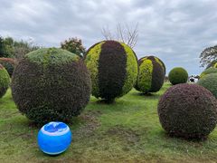-荷兰花海