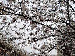-高东镇樱花园