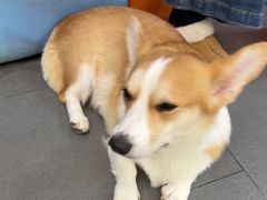 -联合动物医院(光谷诊疗中心)